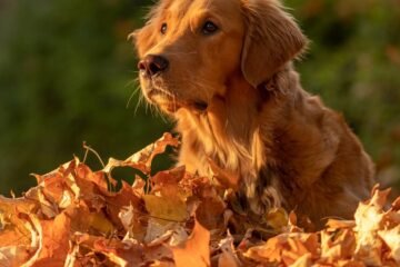 Red Golden Retriever: A Unique Variation of a Beloved Breed