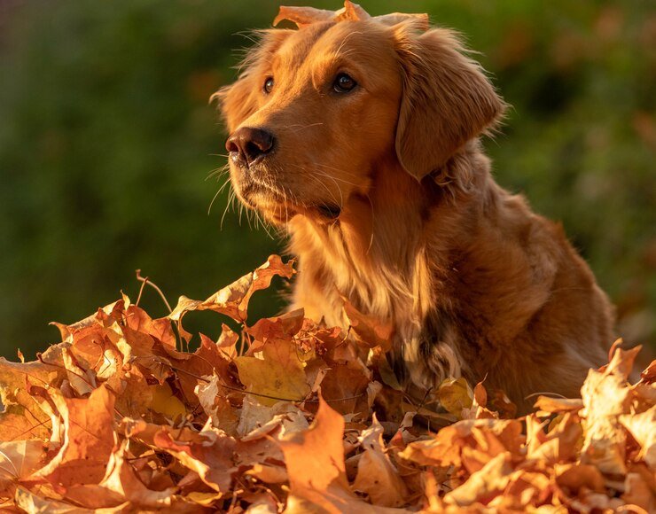 Red Golden Retriever: A Unique Variation of a Beloved Breed